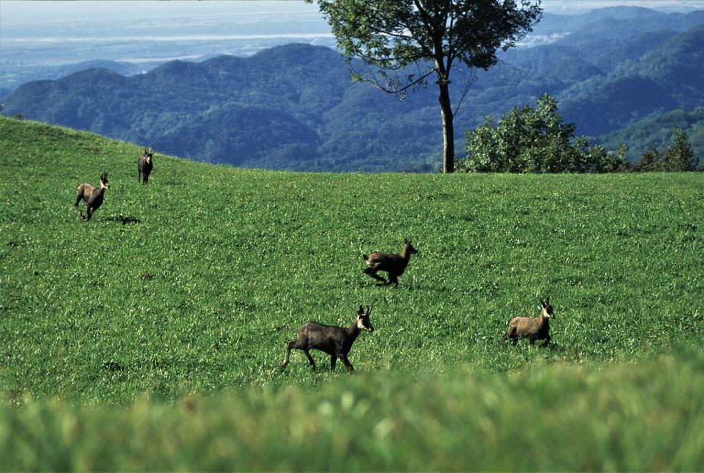 Baita Tana Da L'Ors Forgaria nel Friuli Экстерьер фото